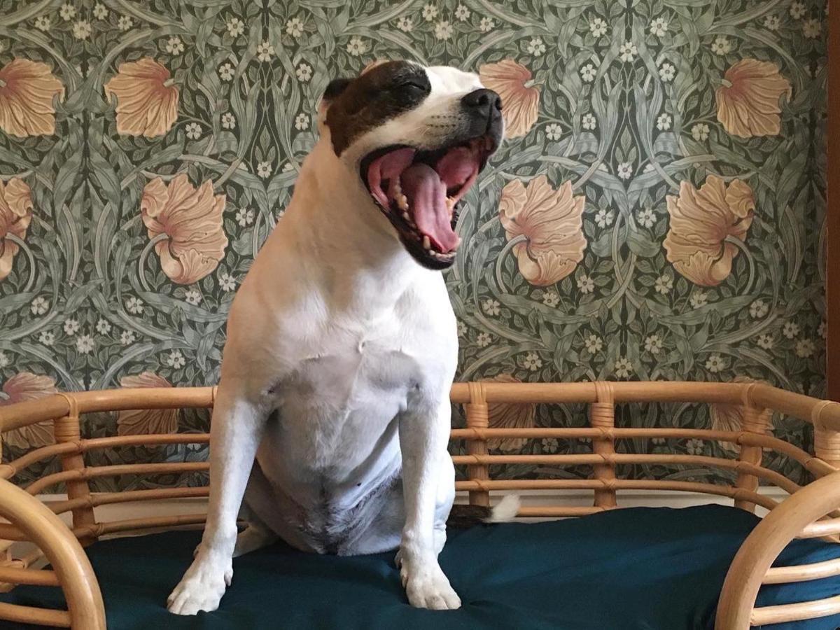 ブレアゴーリー Heathpark House Bed & Breakfast エクステリア 写真